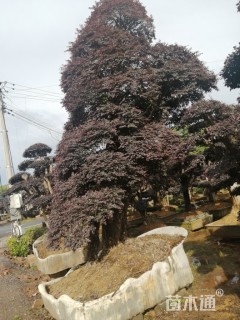 造型红花继木桩