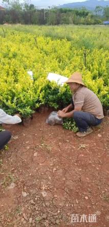 高度15厘米金叶大花六道木