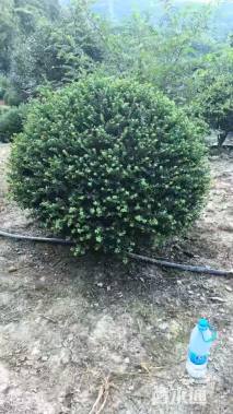 高度100厘米龟甲冬青