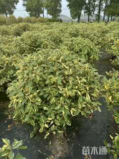 高度50厘米胡颓子