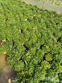 高度15厘米肾叶堇