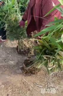 地栽苗箬竹