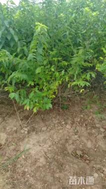 高度50厘米金银木