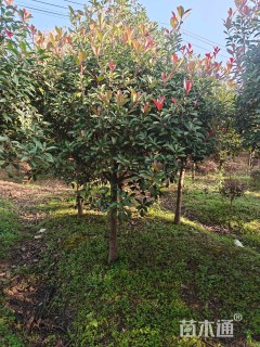 10公分红叶石楠