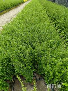 容器苗亮绿忍冬