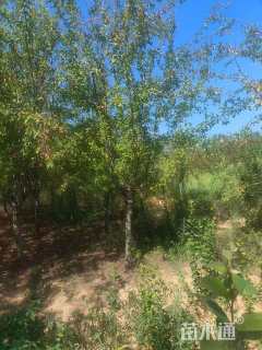 12公分北美海棠