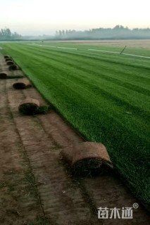 草卷状四季青草坪