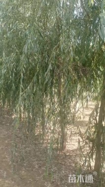 8公分垂柳