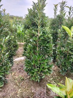 高度160厘米珊瑚树