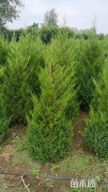 高度250厘米蜀桧