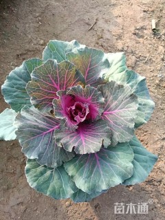 高度20厘米羽衣甘蓝