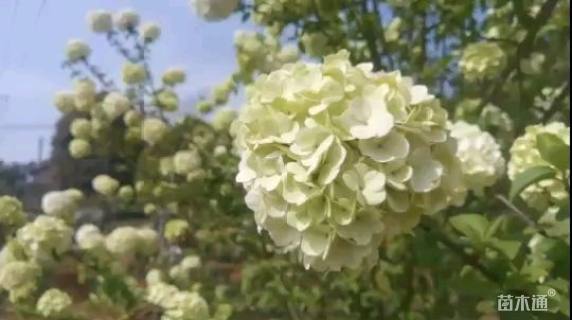 高度200厘米木绣球