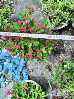 高度20厘米虎刺梅