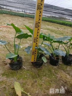 高度20厘米春羽