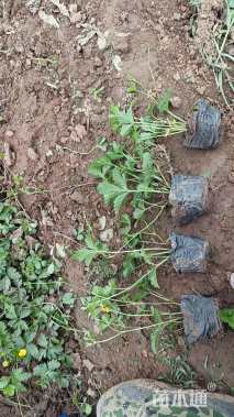 高度20厘米委陵菜