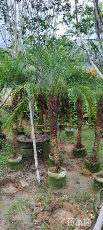 裸干高150厘米美丽针葵