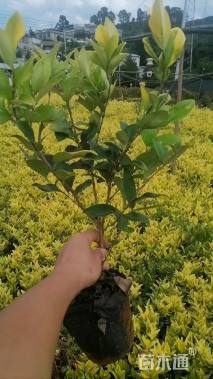 高度30厘米金森女贞