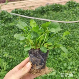 高度14厘米大滨菊