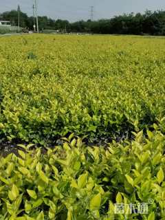 高度30厘米金森女贞