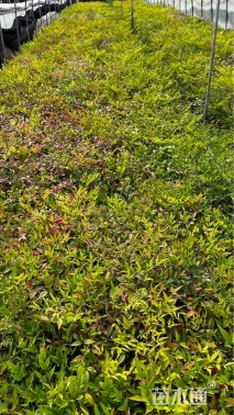 高度20厘米南天竹