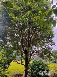 60公分大叶女贞