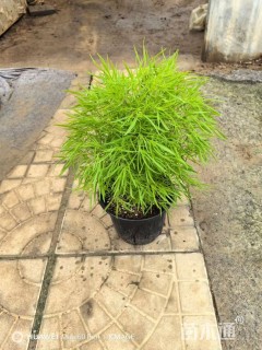 高度50厘米地肤