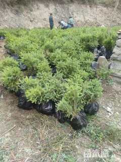 高度40厘米 青海云杉小苗