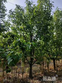 10公分梨树