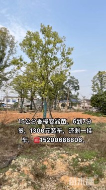 15公分香樟