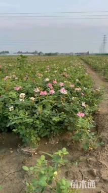 高度30厘米月季小苗