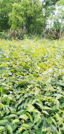 高度90厘米榉树小苗