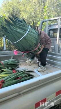 高度150厘米剑麻