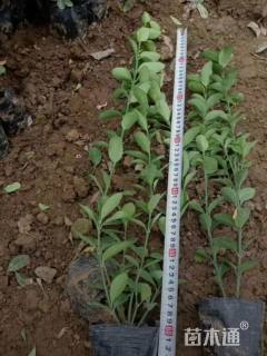 高度30厘米大叶黄杨小苗