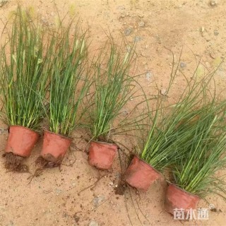 高度45厘米小兔子狼尾草