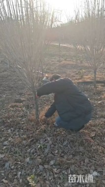 高度200厘米木槿