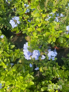 高度30厘米蓝雪花