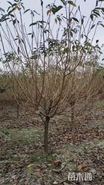 6公分红粉佳人樱