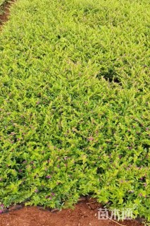 高度20厘米满天星