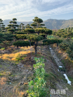 造型五针松