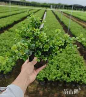 高度10厘米钝齿冬青