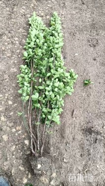 高度150厘米北海道黄杨柱