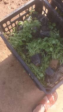 高度10厘米大滨菊