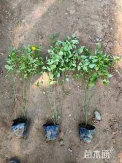 高度40厘米棣棠