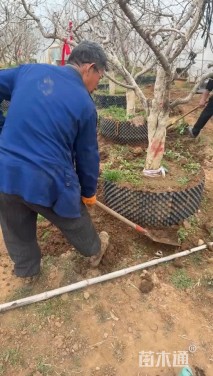 高度250厘米石榴