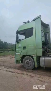 高度75厘米沙棘