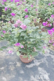 高度150厘米同安红