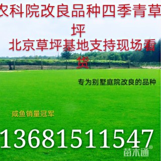 早熟禾草