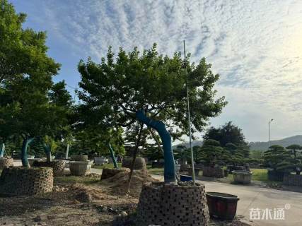 18公分红果冬青