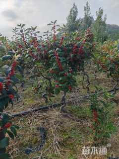 2.5公分北美冬青