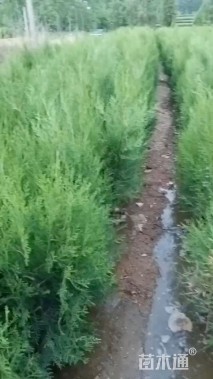 高度80厘米侧柏